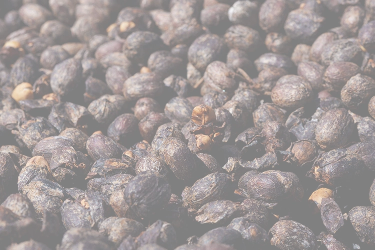 Carmen ESTATE COFFEE – GESHARY COFFEE – ゲシャリーコーヒー