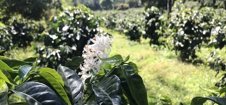 JANSON – GESHARY COFFEE – ゲシャリーコーヒー