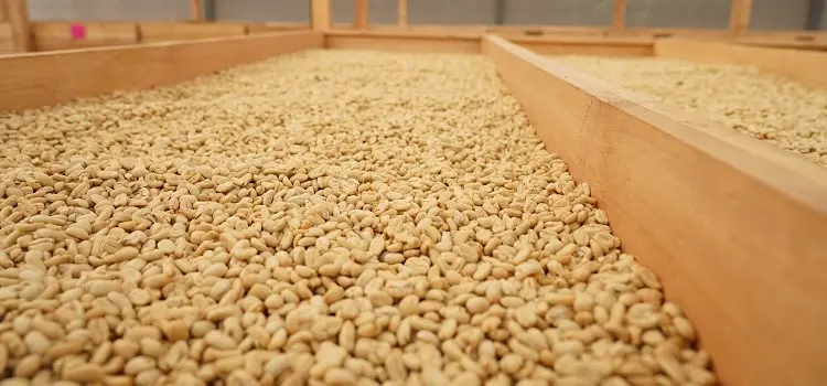 JANSON – GESHARY COFFEE – ゲシャリーコーヒー