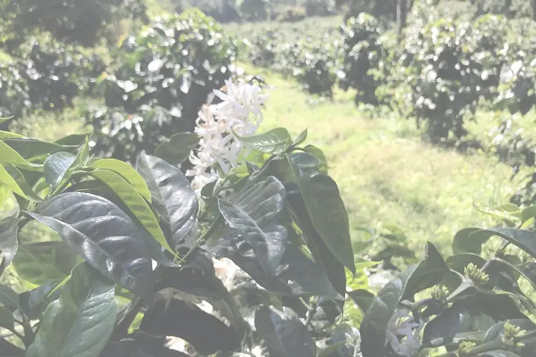 JANSON – GESHARY COFFEE – ゲシャリーコーヒー