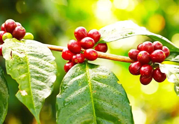 GESHARY COFFEE – ゲシャリーコーヒー GESHARY COFFEE – ゲシャリーコーヒー